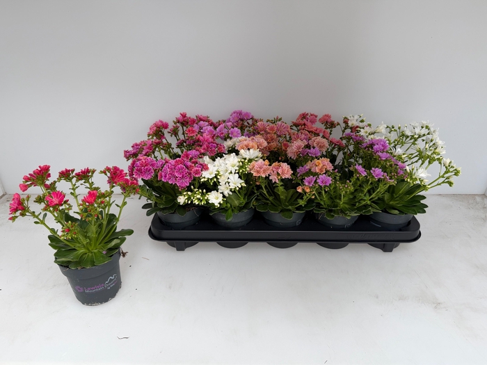 <h4>LEWI MOU DREAMS GEM</h4>