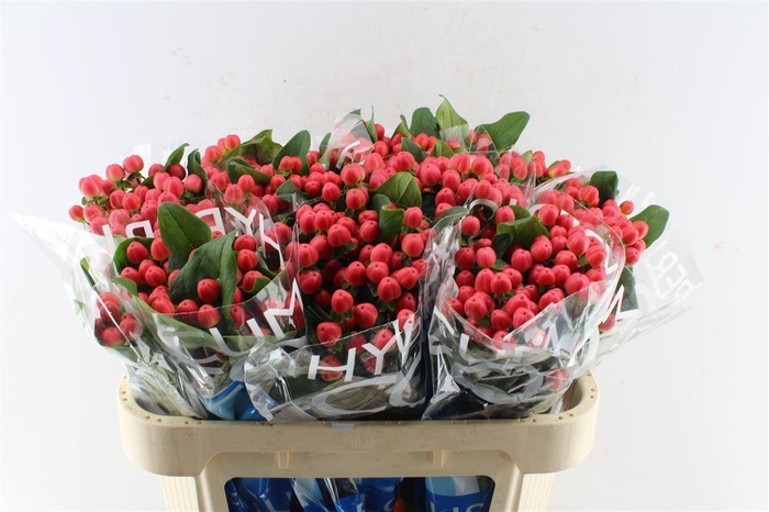 <h4>Hyp Coco Tango Red</h4>