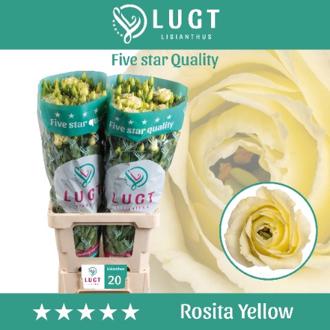 <h4>Lisianthus Rosita Yellow 996</h4>