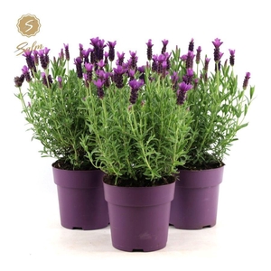 Lavandula st. 'Anouk'® Collection P15