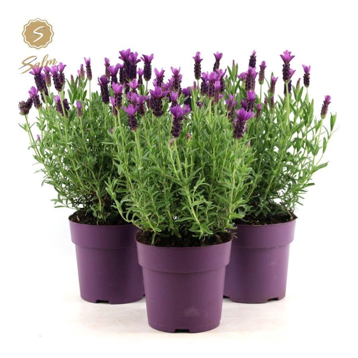 <h4>Lavandula st. 'Anouk'® Collection P15</h4>