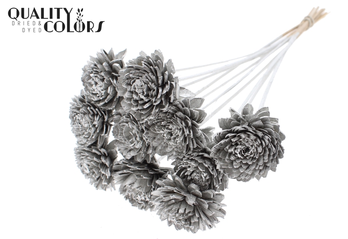 Shola Zinia 6cm on stem Platina