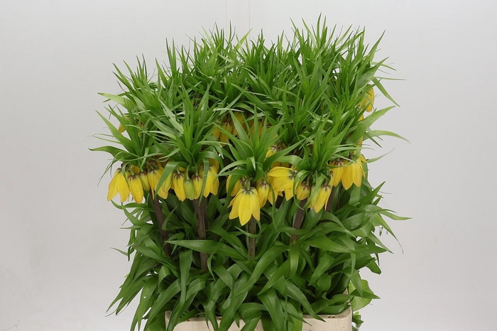 <h4>Fritillaria Yellow Beauty</h4>