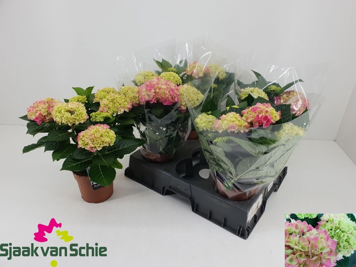 <h4>HYDR M HI MEADOW</h4>