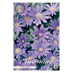 Anemone Blanda Blue Shades x20 5/6