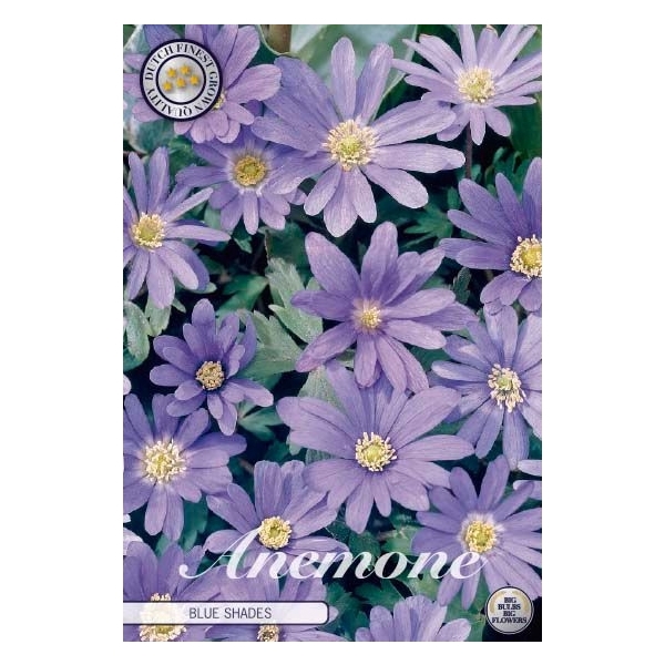 <h4>Anemone Blanda Blue Shades x20 5/6</h4>