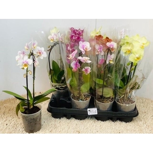 PHAL OV