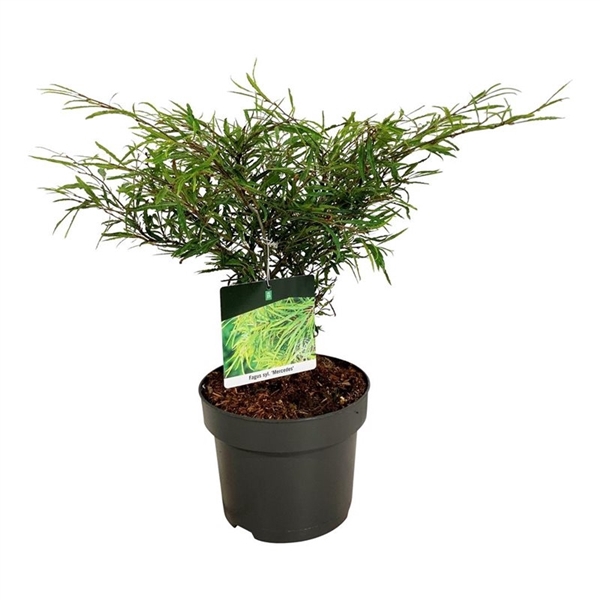 <h4>Fagus syl. 'Mercedes'</h4>