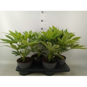 Fatsia japonica 'Variegata'