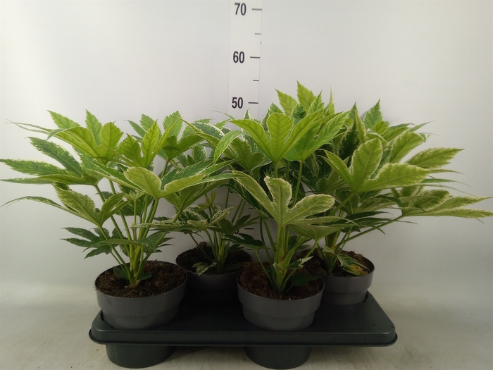 <h4>Fatsia japonica 'Variegata'</h4>