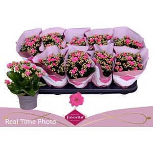 KAL GE PERFECTA PINK