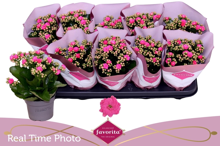 <h4>KAL GE PERFECTA PINK</h4>