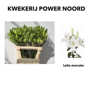LI LA MERCATO