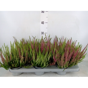 Calluna vulg.   ...mix 2
