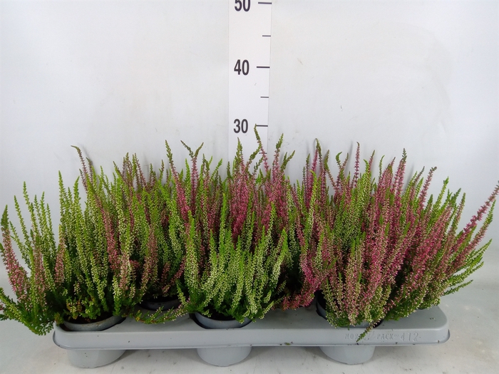 <h4>Calluna vulg.   ...mix 2</h4>