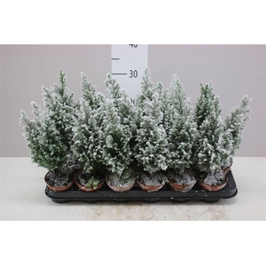 Chamaecyparis La Ellwoodii Snow