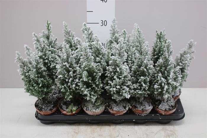 <h4>Chamaecyparis La Ellwoodii Snow</h4>