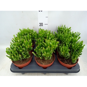 Crassula ovata 'Hobbit'