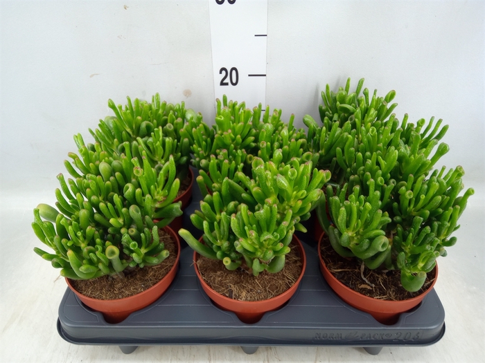 <h4>Crassula ovata 'Hobbit'</h4>