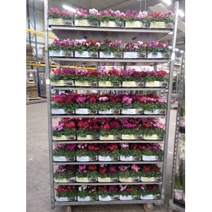Cyclamen KL   ...patio