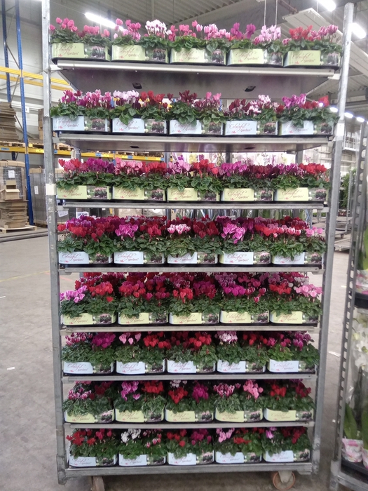 <h4>Cyclamen KL   ...patio</h4>