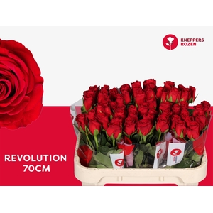 R GR REVOLUTION