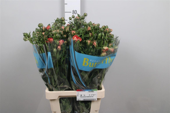 <h4>Ran Butterfly Eris</h4>