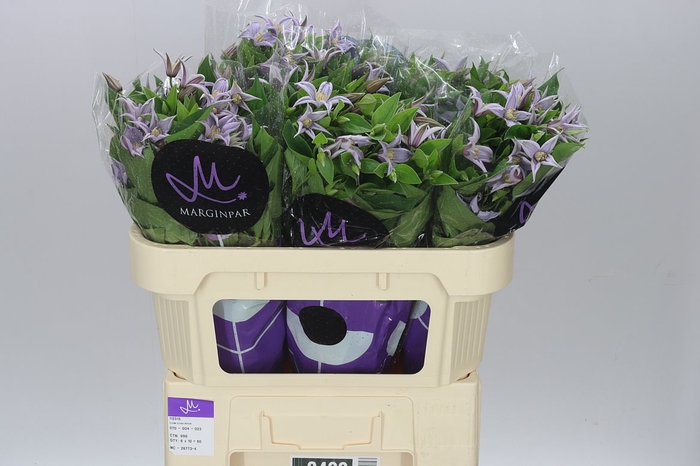 <h4>Clematis Star River</h4>