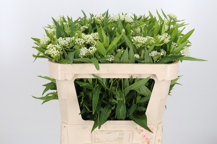 <h4>Asclepias Inc. White Super</h4>