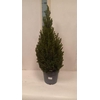 Picea Gl December