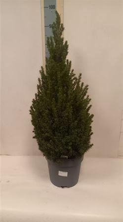 Picea Gl December