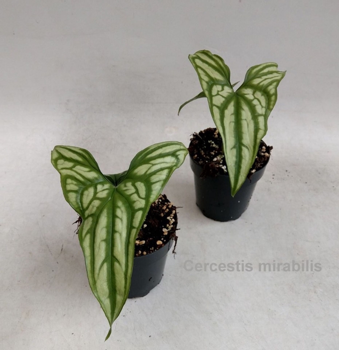 <h4>Groene planten Cercestis mirabilis</h4>