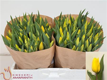 <h4>Tu En Strong Gold</h4>