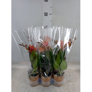 Phalaenopsis multi. 'Ant Bolzano'