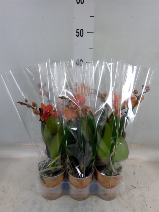 <h4>Phalaenopsis multi. 'Ant Bolzano'</h4>