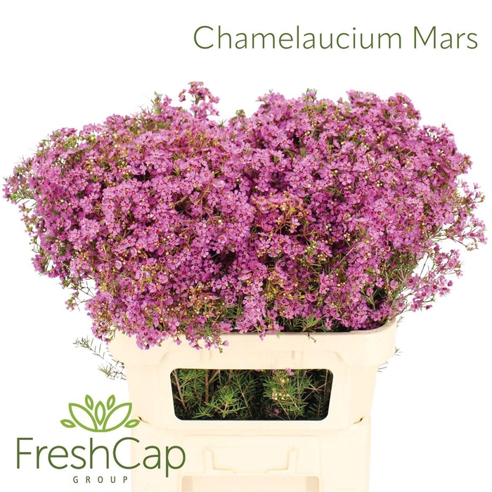 <h4>Chamelaucium Mars</h4>