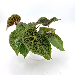 BEGONIA REX-HYBRID P12 FEROX