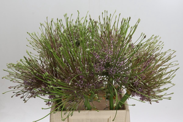 <h4>Allium Schubertii</h4>