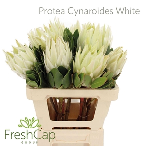 Protea Cynaroides White