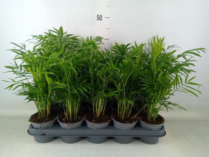 <h4>Chamaedorea elegans</h4>