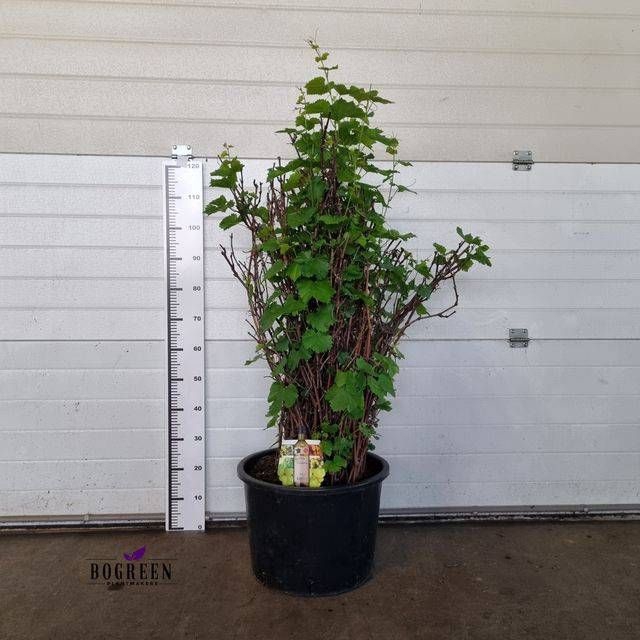 VITIS OV