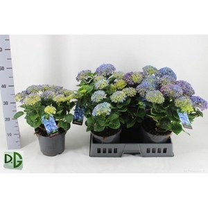 .Hydrangea macrophylla anda