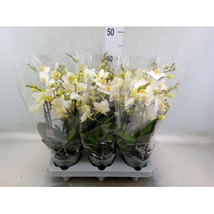 Phalaenopsis multi.   ...white