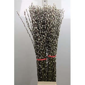 Salix Ca Snow Flake