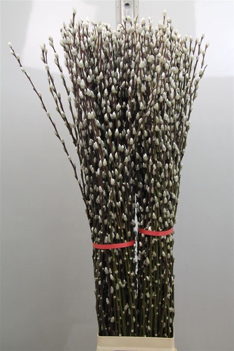 <h4>Salix Ca Snow Flake</h4>