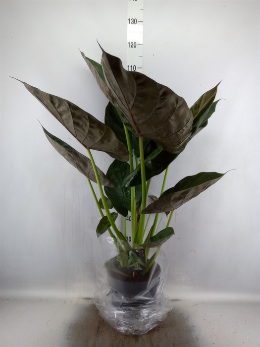 <h4>Alocasia wentii</h4>