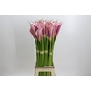 Zantedeschia Eydolls Purple Pink