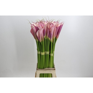 Zantedeschia Eydolls Purple Pink