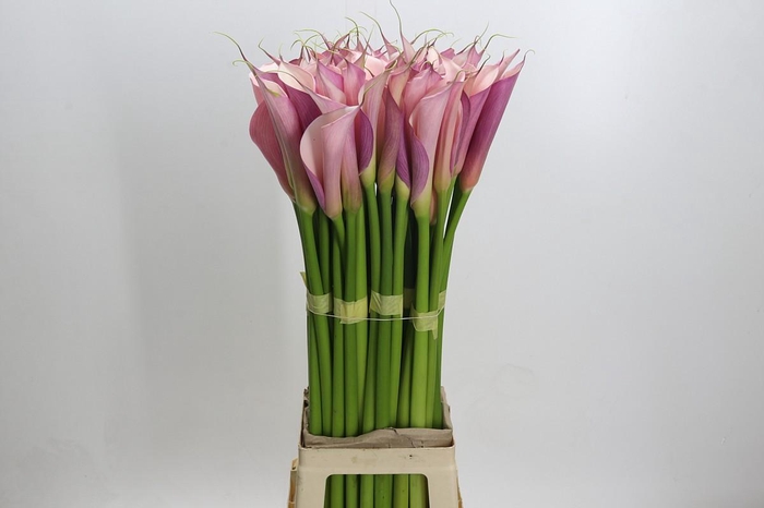 Zantedeschia Eydolls Purple Pink