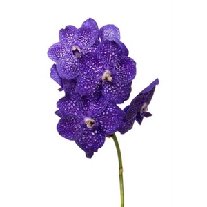 VANDA NI TWEED BLUE